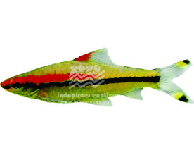 Balantiocheilos Melanopterus